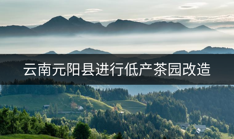 云南元陽縣進行低產(chǎn)茶園改造 云南元陽縣進行低產(chǎn)茶園改造