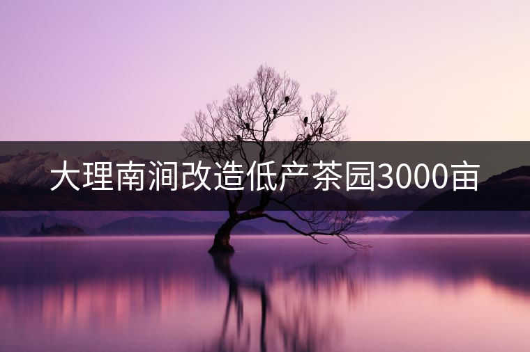 大理南澗改造低產(chǎn)茶園3000畝