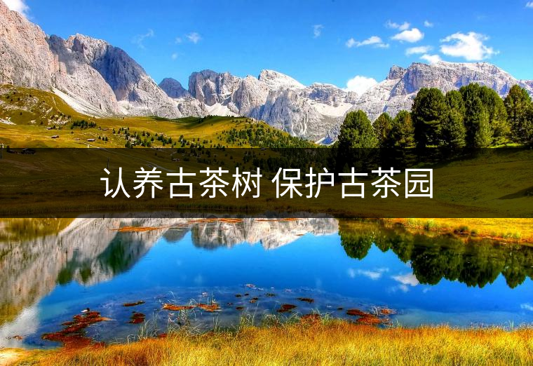 認養(yǎng)古茶樹 保護古茶園