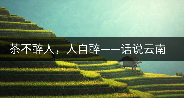 茶不醉人，人自醉——話(huà)說(shuō)云南冰島普洱茶