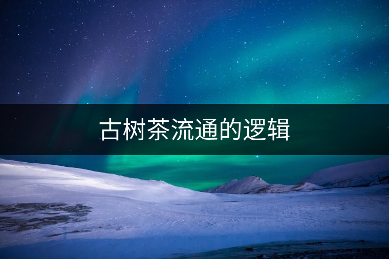 古樹茶流通的邏輯