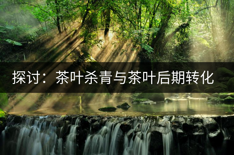 探討：茶葉殺青與茶葉后期轉(zhuǎn)化有什么關(guān)系？