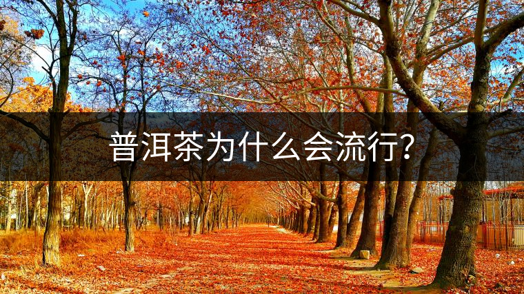 普洱茶為什么會流行？