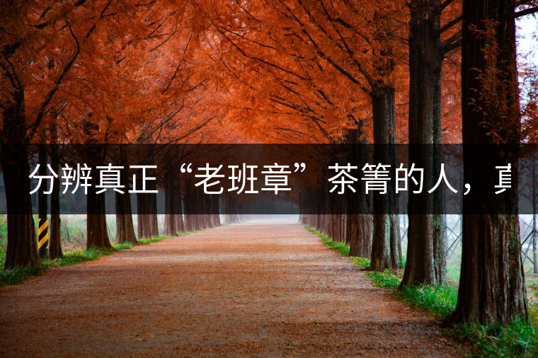 分辨真正“老班章”茶箐的人，真的不多！