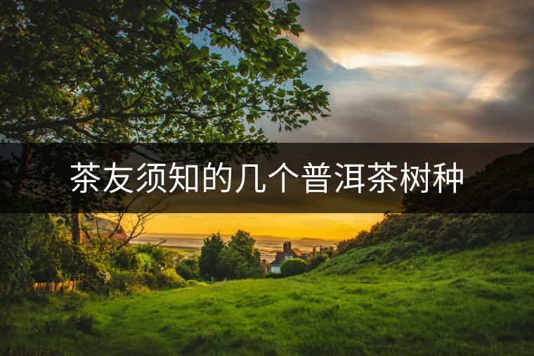 茶友須知的幾個(gè)普洱茶樹種
