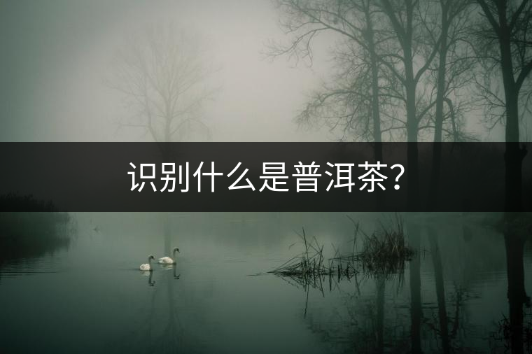 識別什么是普洱茶？