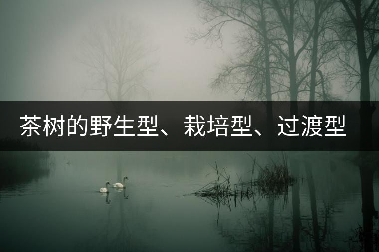 茶樹(shù)的野生型、栽培型、過(guò)渡型是怎么界定的？