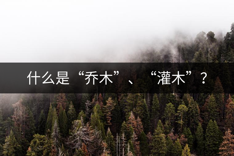 什么是“喬木”、“灌木”？