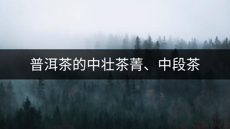普洱茶的中壯茶菁、中段茶
