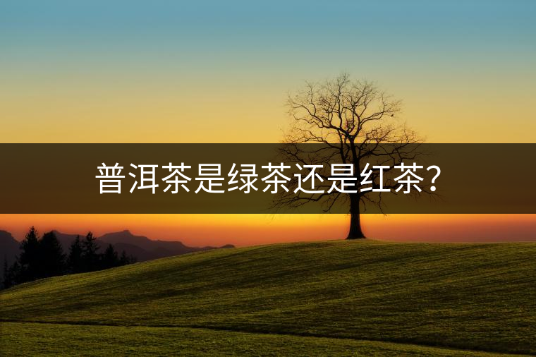普洱茶是綠茶還是紅茶？