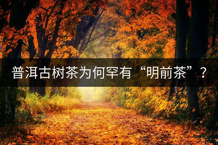 普洱古樹茶為何罕有“明前茶”？