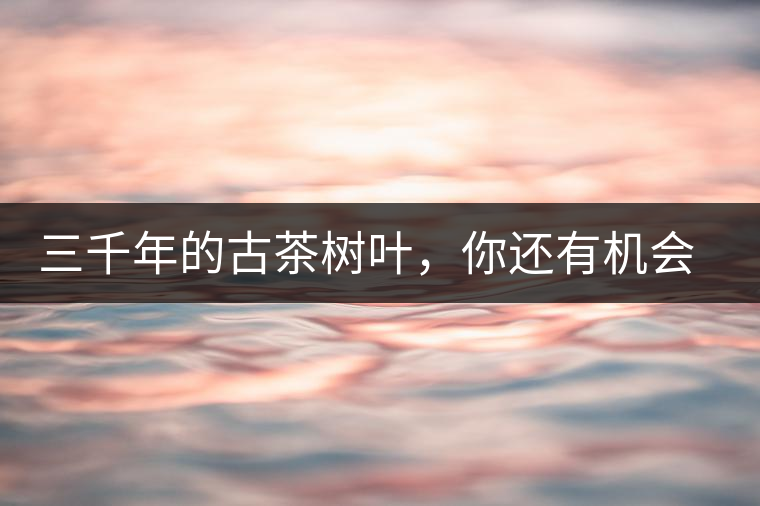 三千年的古茶樹葉，你還有機(jī)會(huì)喝到嗎？