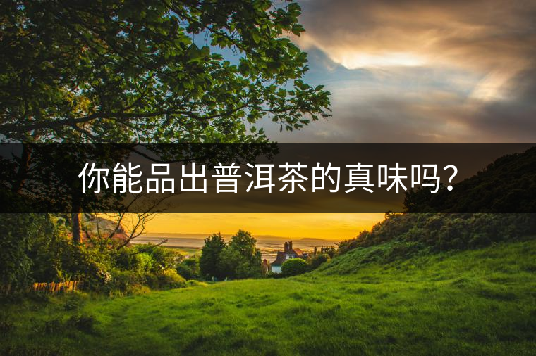 你能品出普洱茶的真味嗎？