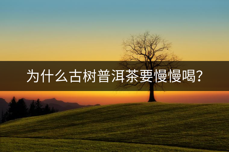 為什么古樹普洱茶要慢慢喝？