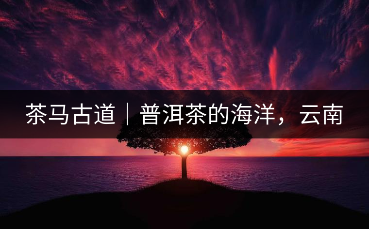 茶馬古道｜普洱茶的海洋，云南