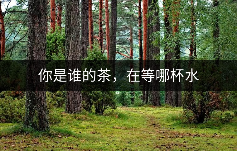 你是誰(shuí)的茶，在等哪杯水