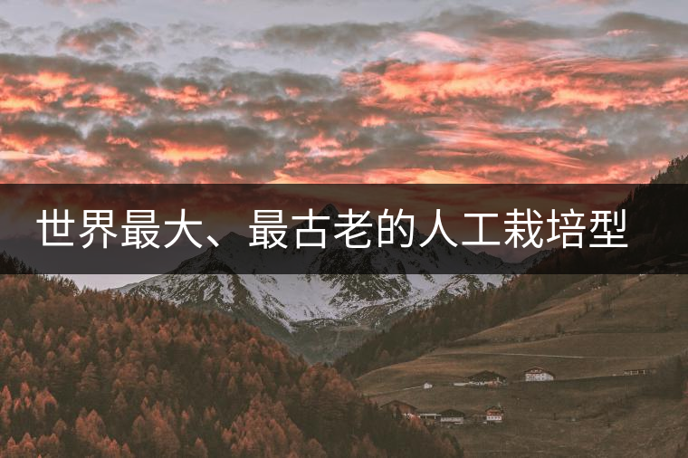 世界最大、最古老的人工栽培型的古茶樹——香竹箐茶祖