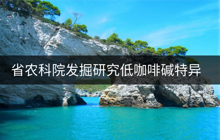 省農(nóng)科院發(fā)掘研究低咖啡堿特異茶樹種 省農(nóng)科院發(fā)掘研究低咖啡堿特異茶樹種