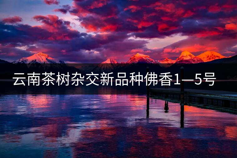 云南茶樹雜交新品種佛香1—5號介紹 云南茶樹雜交新品種佛香1—5號介紹