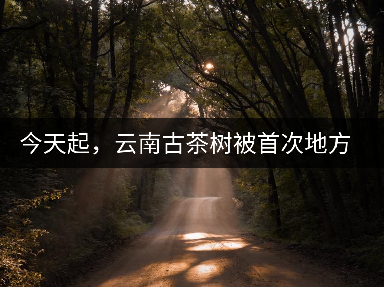 今天起，云南古茶樹被首次地方立法保護