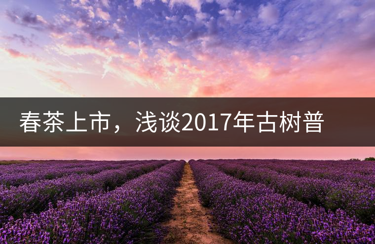 春茶上市，淺談2017年古樹普洱茶的市場增值潛力