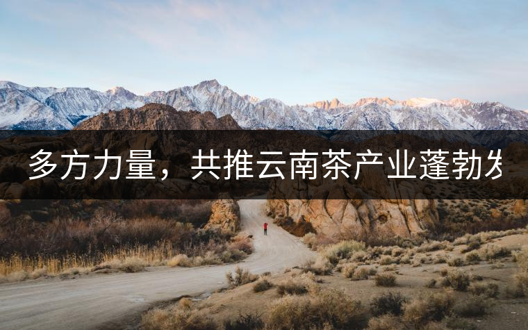多方力量，共推云南茶產(chǎn)業(yè)蓬勃發(fā)展！