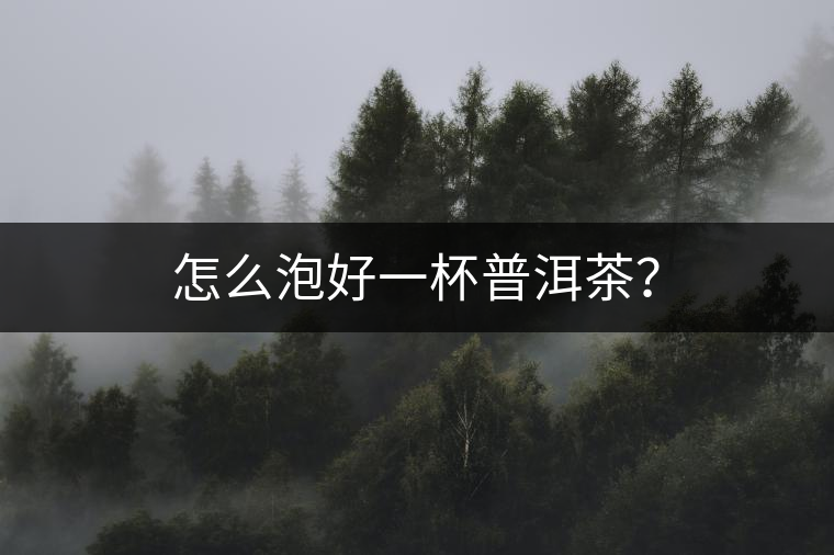 怎么泡好一杯普洱茶？