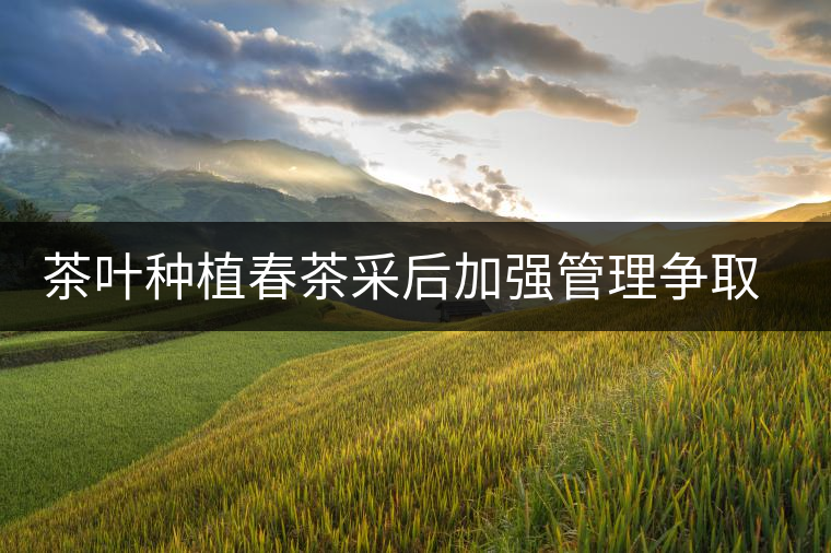 茶葉種植春茶采后加強(qiáng)管理爭取夏秋茶效益