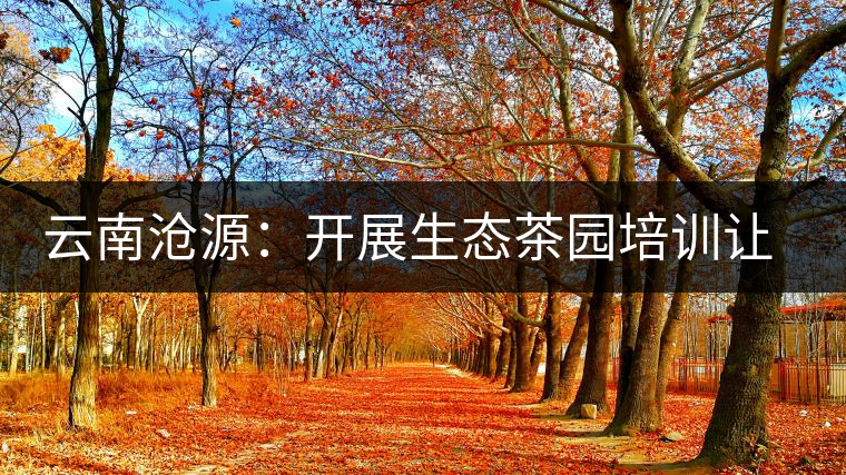 云南滄源：開展生態(tài)茶園培訓讓茶業(yè)增產增質