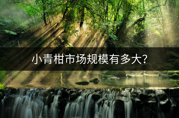 小青柑市場(chǎng)規(guī)模有多大？