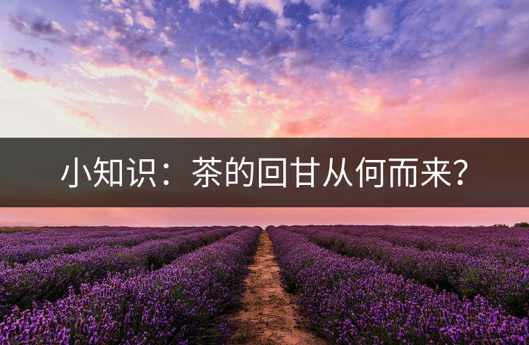 小知識(shí)：茶的回甘從何而來？