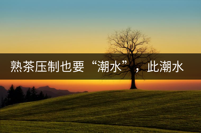 熟茶壓制也要“潮水”，此潮水的目的是什么？