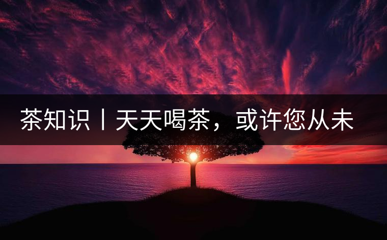 茶知識丨天天喝茶，或許您從未注意過茶樹花