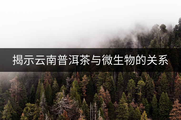 揭示云南普洱茶與微生物的關(guān)系