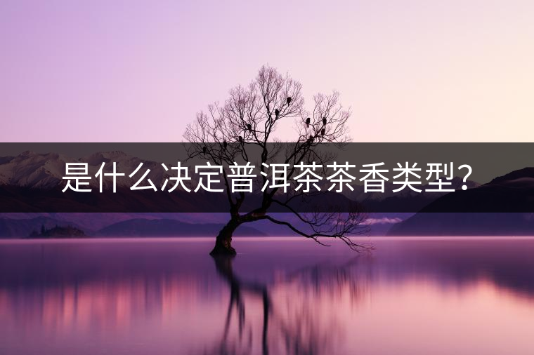 是什么決定普洱茶茶香類型？