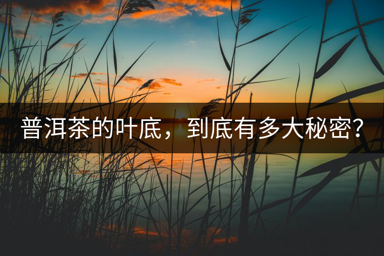 普洱茶的葉底，到底有多大秘密？