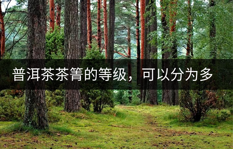 普洱茶茶箐的等級(jí)，可以分為多少級(jí)？