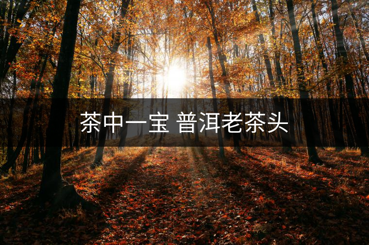 茶中一寶 普洱老茶頭