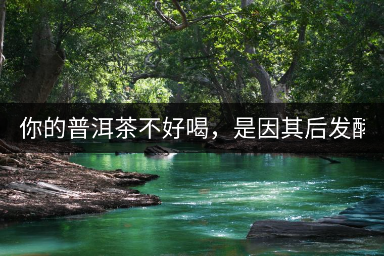你的普洱茶不好喝，是因其后發(fā)酵能力不夠！