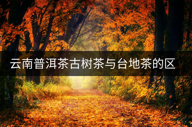 云南普洱茶古樹(shù)茶與臺(tái)地茶的區(qū)別 云南普洱茶古樹(shù)茶與臺(tái)地茶的區(qū)別