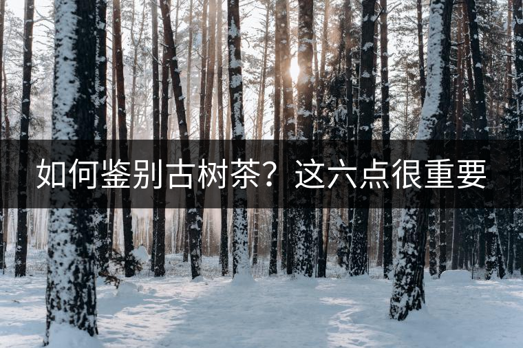 如何鑒別古樹茶？這六點(diǎn)很重要