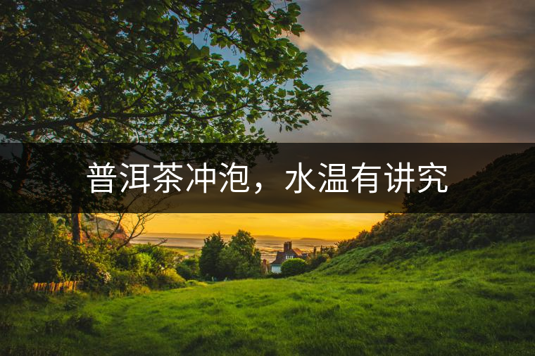 普洱茶沖泡，水溫有講究