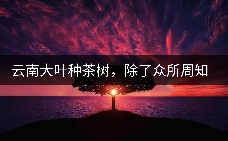 云南大葉種茶樹，除了眾所周知的“勐庫種”“勐海種”以外，還有那些品質(zhì)獨特的品種呢