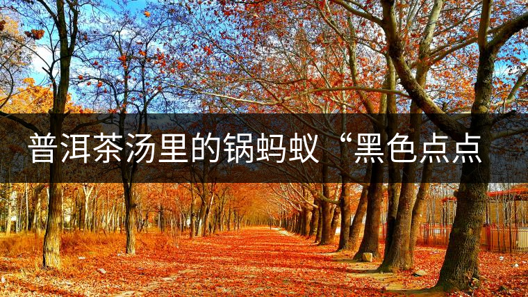 普洱茶湯里的鍋螞蟻“黑色點(diǎn)點(diǎn)”要如何處理，如何預(yù)防？