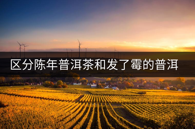 區(qū)分陳年普洱茶和發(fā)了霉的普洱有什么不同？