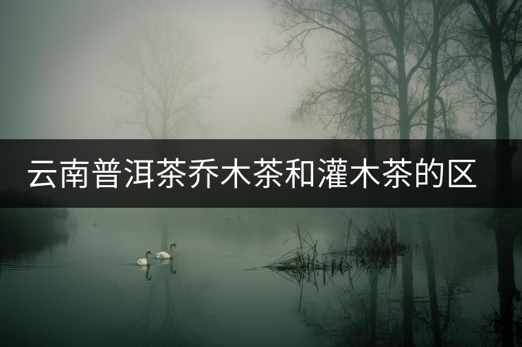 云南普洱茶喬木茶和灌木茶的區(qū)別 云南普洱茶喬木茶和灌木茶的區(qū)別