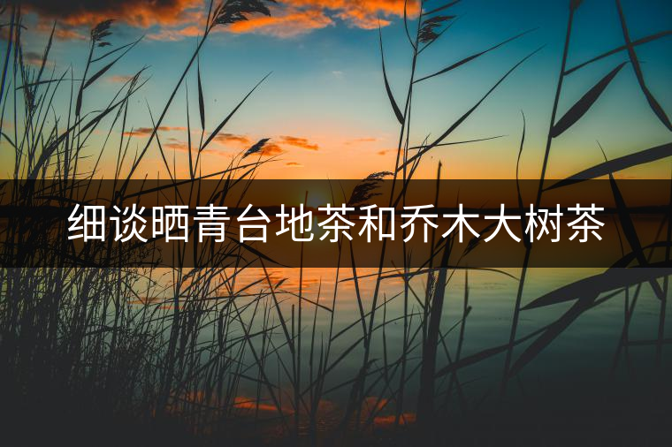細(xì)談曬青臺(tái)地茶和喬木大樹茶