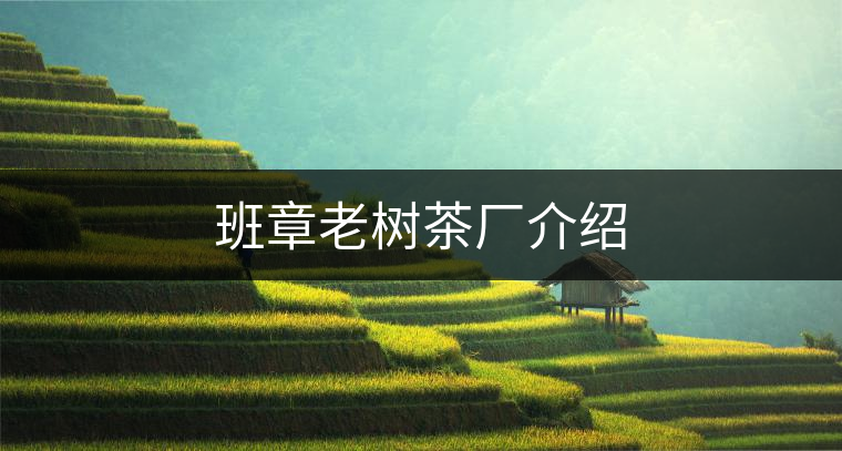 班章老樹(shù)茶廠介紹 班章老樹(shù)茶廠介紹