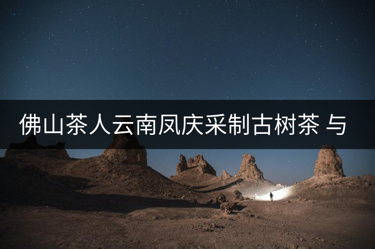 佛山茶人云南鳳慶采制古樹茶 與天地古人對話