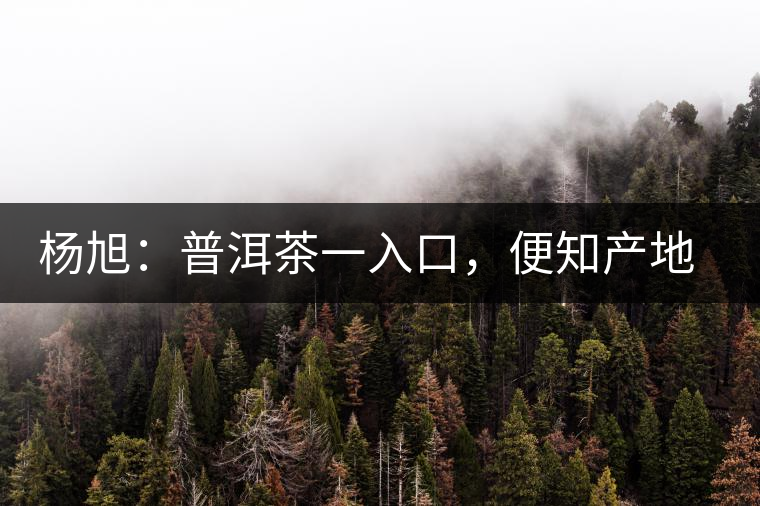 楊旭：普洱茶一入口，便知產(chǎn)地和年份